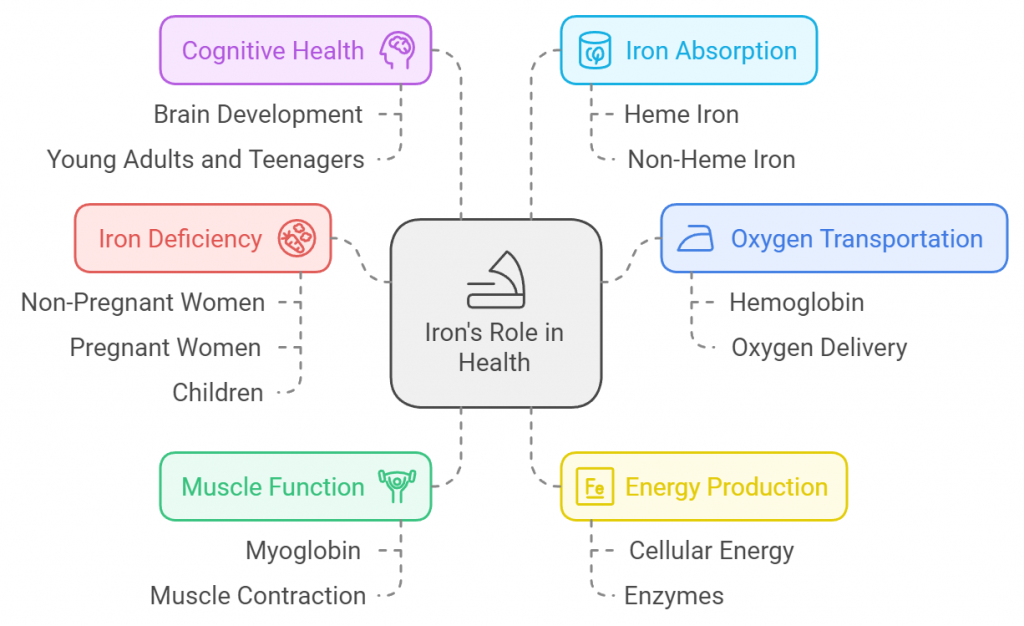 Iron's Role in Health